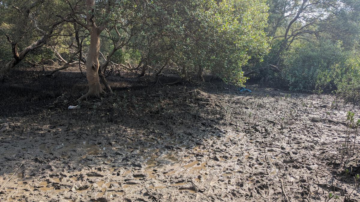 Coastal mangroves can mitigate tsunami, cyclones, and floods     